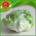 Verduras frescas chinas exportador lechuga de iceberg verde orgánico puro